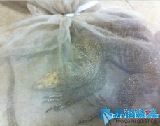 托运货物中惊现野生蜥蜴　长约1米重达3公斤