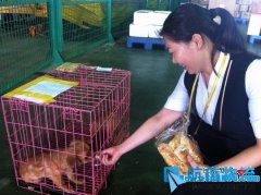 托运宠物忘记提货　货站员工省下排骨喂小狗